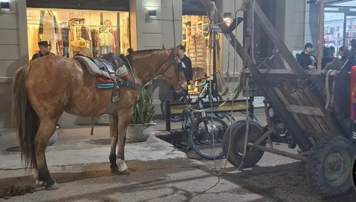 Secuestraron un caballo por maltrato animal y lo robaron de Zoonosis Municipal Policiales