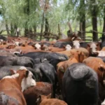 Productores de islas y campos inundables buscan trasladar 492.000 cabezas de ganado antes de que llegue el “Niño”