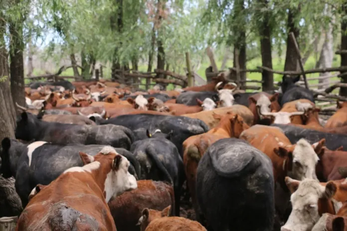 Productores de islas y campos inundables buscan trasladar 492.000 cabezas de ganado antes de que llegue el “Niño” Ciudad
