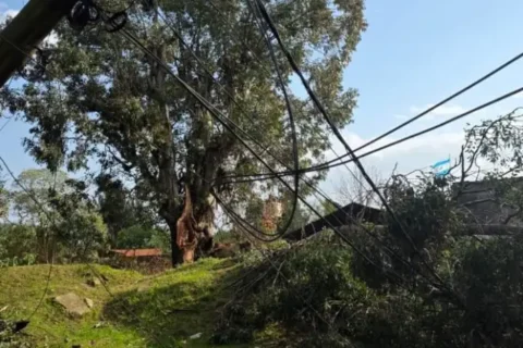 Tragedia en Concordia: un árbol cayó sobre una vivienda y murió una mujer de 66 años