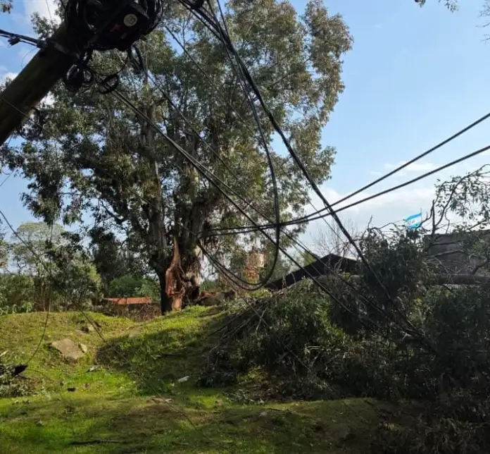 Tragedia en Concordia: un árbol cayó sobre una vivienda y murió una mujer de 66 años Policiales