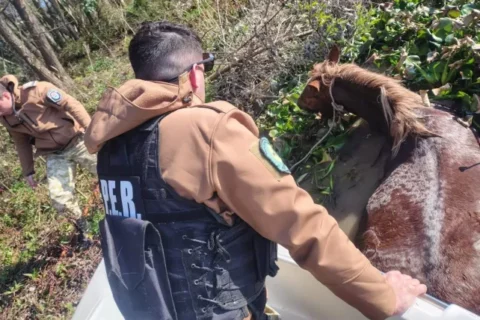 Rescataron a una yegua preñada que estaba a punto de ahogarse en Entre Ríos