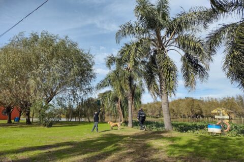 Activaron plan de contingencia fitosanitaria por presencia de picudo rojo, plaga que ataca las palmeras