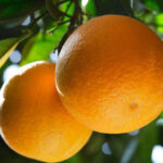 Crisis del citrus: «Al productor le quedan apenas 2.000 pesos por cajón», lamentó Toler