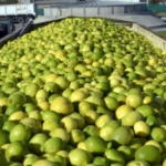 Panamá le abrió las puertas a los cítricos argentinos